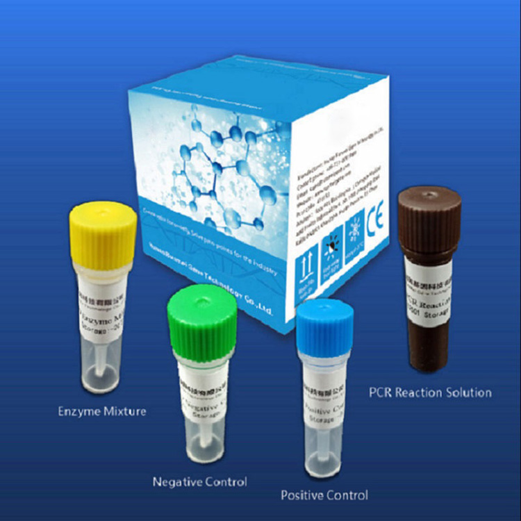 Covid-2019 uchun reagent diagnostikasi test to'plamlari real vaqtda Pcr platformasiga bog'liq